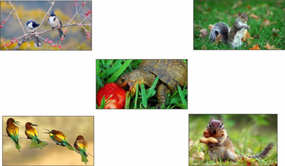

Original Decorative Beautiful Nature Poster (Pack of 5) Paper Print(26 inch X 14 inch, Rolled)
