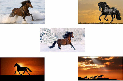 

Original Quotes Decorative Horses Running Poster (Pack of 5) Paper Print(26 inch X 14 inch, Rolled)