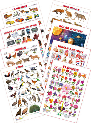 

Spectrum Kid's 1st Learning Charts [S] : Set 12 (Solar System, Transport, Means of Communications, Wild Animals, Domestic Animals, Human Anatomy, Birds & Flowers)(Multicolor)