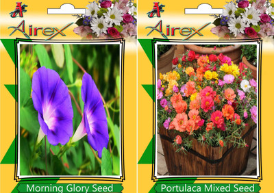 Airex Morning Glory, Portulaca Mixed Seed(25 per packet)