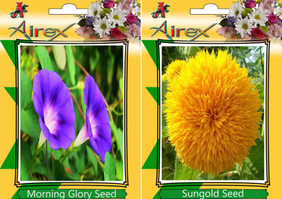 

Airex Morning Glory, Sungold Seed(15 per packet)