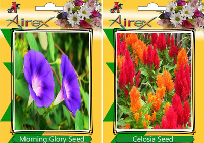 

Airex Morning Glory, Celosia Seed(15 per packet)