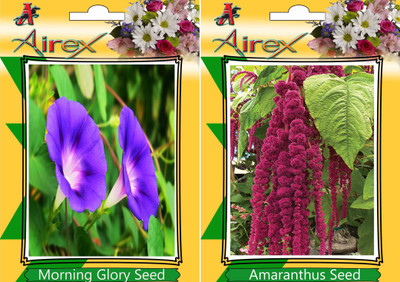 

Airex Morning Glory, Amaranthus Seed(25 per packet)