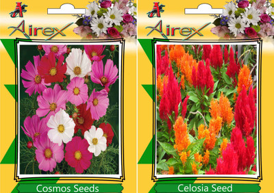 Airex Cosmos Mixed, Celosia Seed(15 per packet)