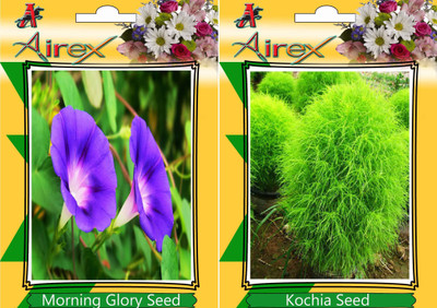 

Airex Morning Glory, Kochia Seed(15 per packet)