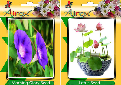 

Airex Morning Glory, Lotus Seed(20 per packet)