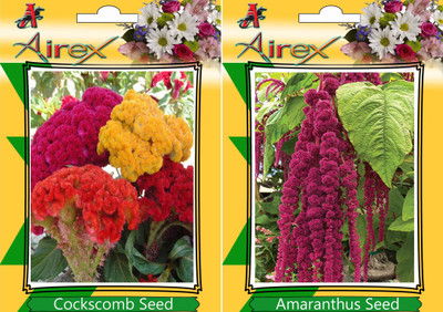

Airex Cockscomb, Amaranthus Seed(25 per packet)