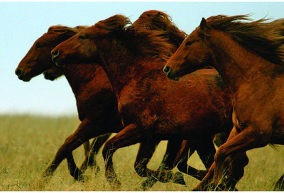 

Original Quotes Decorative Running Horses Poster Paper Print(23 inch X 18 inch, Rolled)