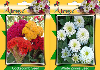 Airex Cockscomb, White Zinnia Seed(15 per packet)