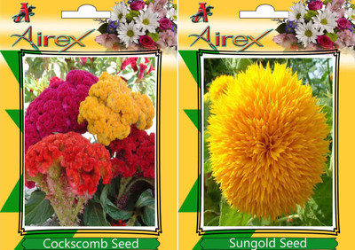 

Airex Cockscomb, Sungold Seed(25 per packet)