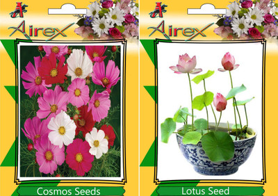

Airex Cosmos Mixed, Lotus Seed(15 per packet)