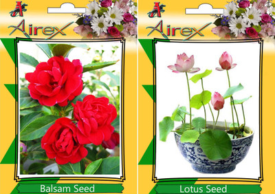 

Airex Balsam, Lotus Seed(15 per packet)