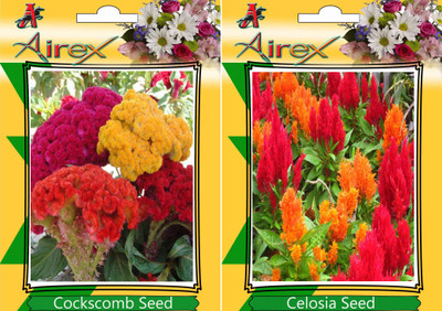 

Airex Cockscomb, Celosia Seed(20 per packet)