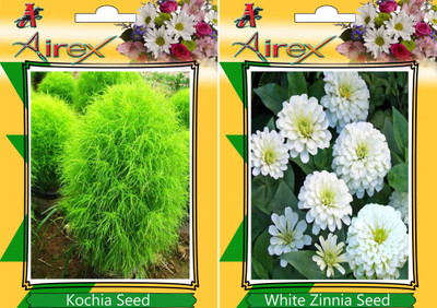 

Airex Kochia, White Zinnia Seed(25 per packet)