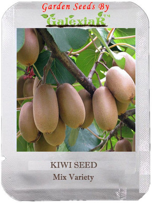 

SENECIO™ Kiwi Seed(20 per packet)