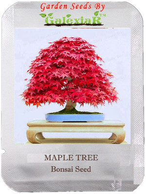 SENECIO™ Maple Tree Bonsai Seed(5 per packet)
