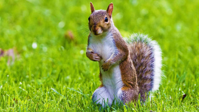 

cute squirrel wild animal POSTER Paper Print(12 inch X 18 inch)