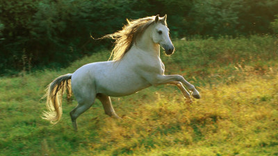 

dancing WHITE HORSE POSTER Paper Print(12 inch X 18 inch)