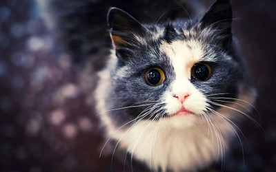 

cat cute animal glance POSTER Paper Print(12 inch X 18 inch)