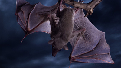 

bat hanging animal night POSTER Paper Print(12 inch X 18 inch)
