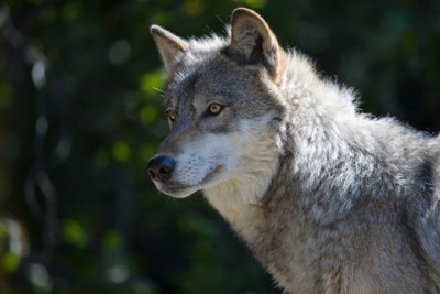 

Animal Gray wolf POSTER Paper Print(12 inch X 18 inch)