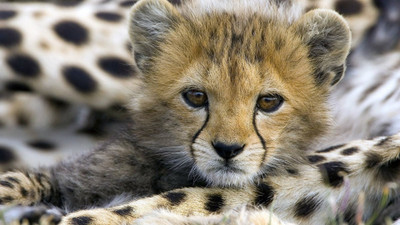 

cute_baby wild animal POSTER Paper Print(12 inch X 18 inch)