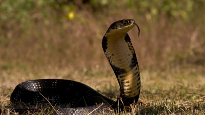 

cobra venomous snake reptile predator POSTER Paper Print(12 inch X 18 inch)