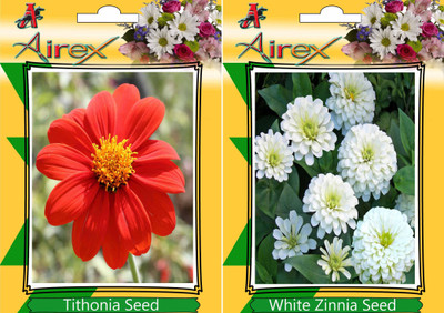 

Airex Tithonia, White Zinnia Seed(15 per packet)