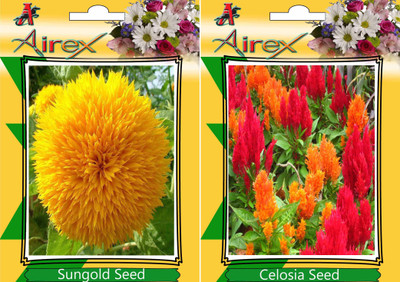Airex Sungold, Celosia Seed(25 per packet)