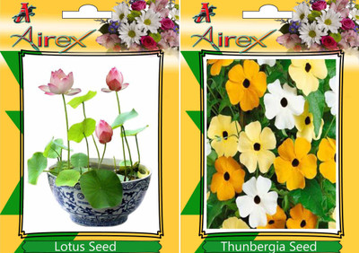 

Airex Lotus, Thunbergia Seed(20 per packet)