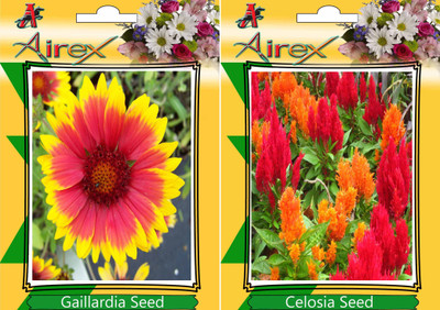 

Airex Gaillardia, Celosia Seed(25 per packet)