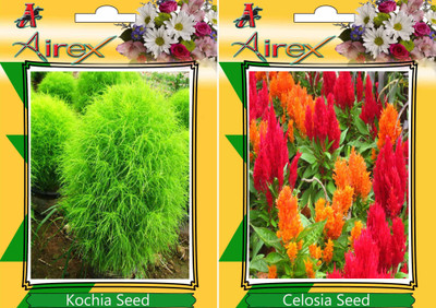 Airex Kochia, Celosia Seed(15 per packet)