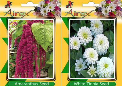 Airex Amaranthus, White Zinnia Seed(15 per packet)