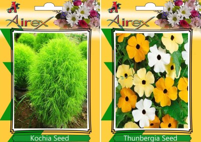 Airex Kochia, Thunbergia Seed(15 per packet)