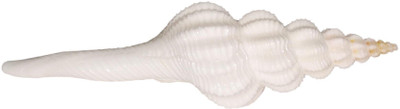 

Real Seed Unique & Rare Gauri Shankhar (10 cms) Sacred Shankh(White)