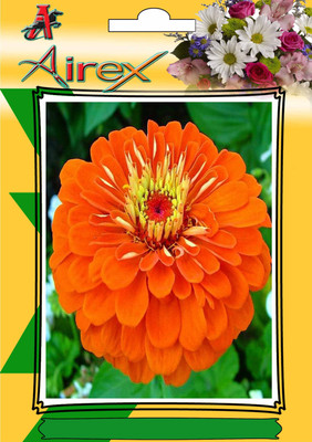 

Airex Orange Zinnia Seed(450 per packet)
