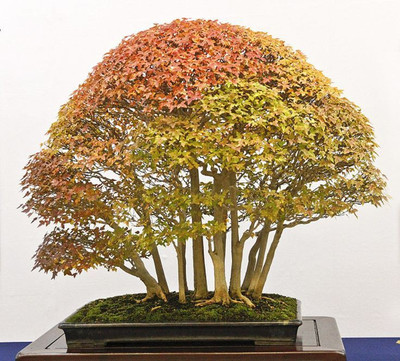 

NSKON Imported Bonsai Golden Maple tree Seed(10 per packet)