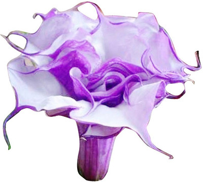 

Futaba Purple Corrugated Double Morning Glory Seed(10 per packet)