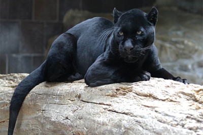 

RadhaKripa black jaguar Poster Paper Print(18 inch X 12 inch, Rolled)