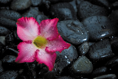 

RadhaKripa pink flower in rain Paper Print(18 inch X 12 inch, Rolled)