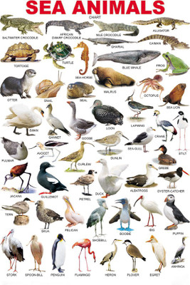 

CHART SEA ANIMALS Paper Print(18 inch X 12 inch, Rolled)