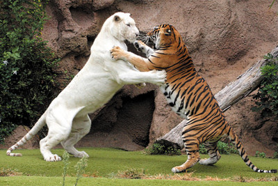 

tiger fight Paper Print(18 inch X 12 inch, Rolled)