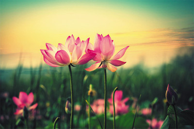 

BikriKendra pink lotus flowers Poster Paper Print(18 inch X 12 inch, Rolled)
