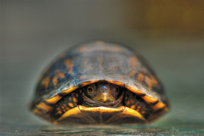 

RadhaKripa Baby Turtle Poster Paper Print(18 inch X 12 inch, Rolled)