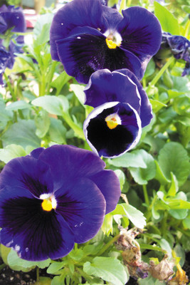 puple flower Paper Print(18 inch X 12 inch, Rolled)