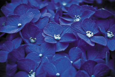 

RadhaKripa awesome blue flowers decor ur wall Poster Paper Print(18 inch X 12 inch, Rolled)