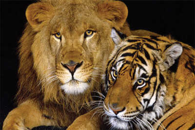 

RadhaKripa power of jungle Poster Paper Print(18 inch X 12 inch, Rolled)