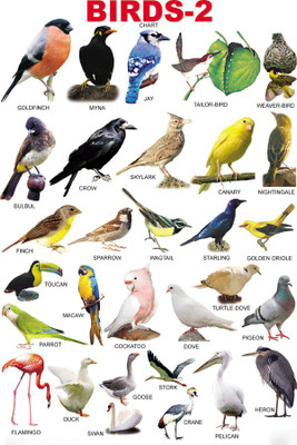 

RadhaKripa Chart BIRDS -2 Paper Print(18 inch X 12 inch, Rolled)