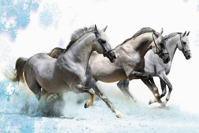 

RadhaKripa three white horses Paper Print(18 inch X 12 inch, Rolled)