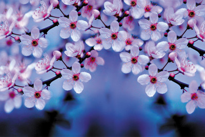 

BikriKendra flower in water Poster Paper Print(18 inch X 12 inch, Rolled)
